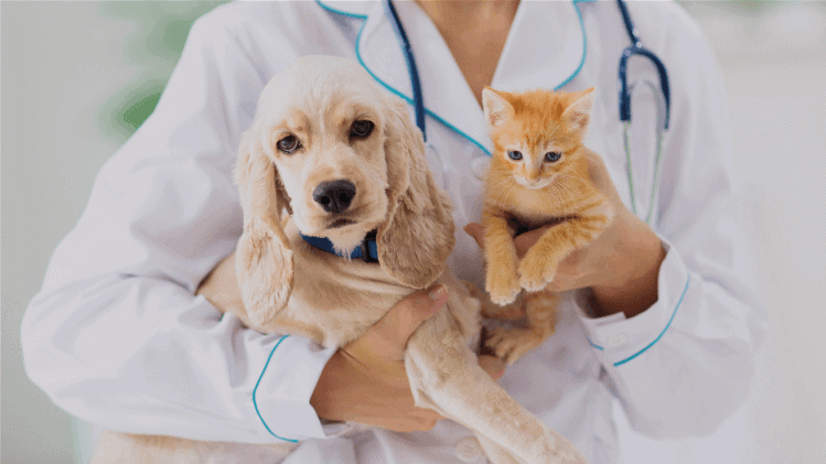 Intoxicação de cães e gatos: o que fazer?