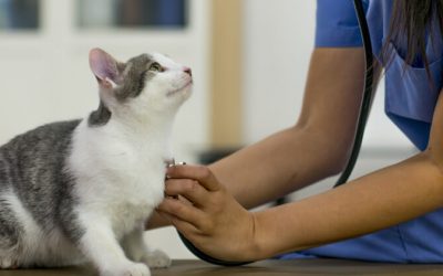 Doenças Pulmonares em Pets: o que eu preciso saber?