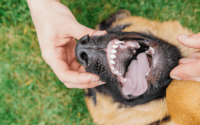 Por que a profilaxia odontológica é importante para cães e gatos?