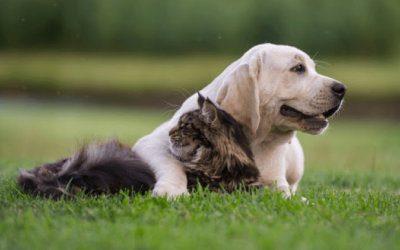 Diagnóstico e tratamento da doença renal em cães e gatos