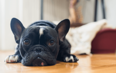 Fezes com sangue em pets: é sempre giardíase?