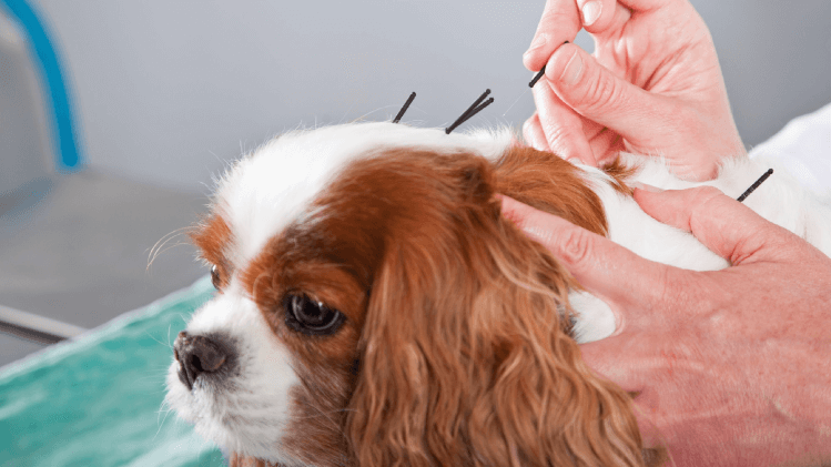 acupuntura veterinária