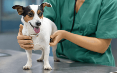 Oncologia veterinária: os diagnósticos minimamente invasivos