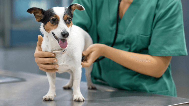 Oncologia veterinária: os diagnósticos minimamente invasivos