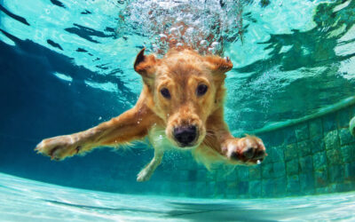 Cuidados e Brincadeiras de verão para cachorros