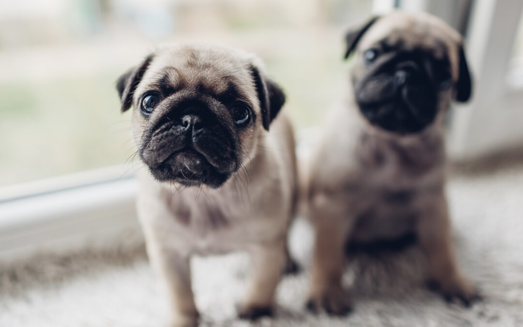 Cães braquicefálicos: cuidados necessários