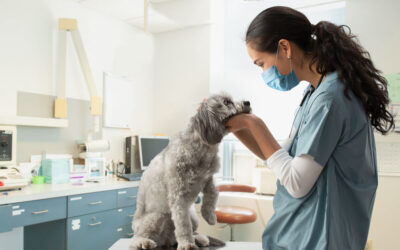 Mulheres na veterinária: as profissionais do Grupo Hospitalar Pet Support