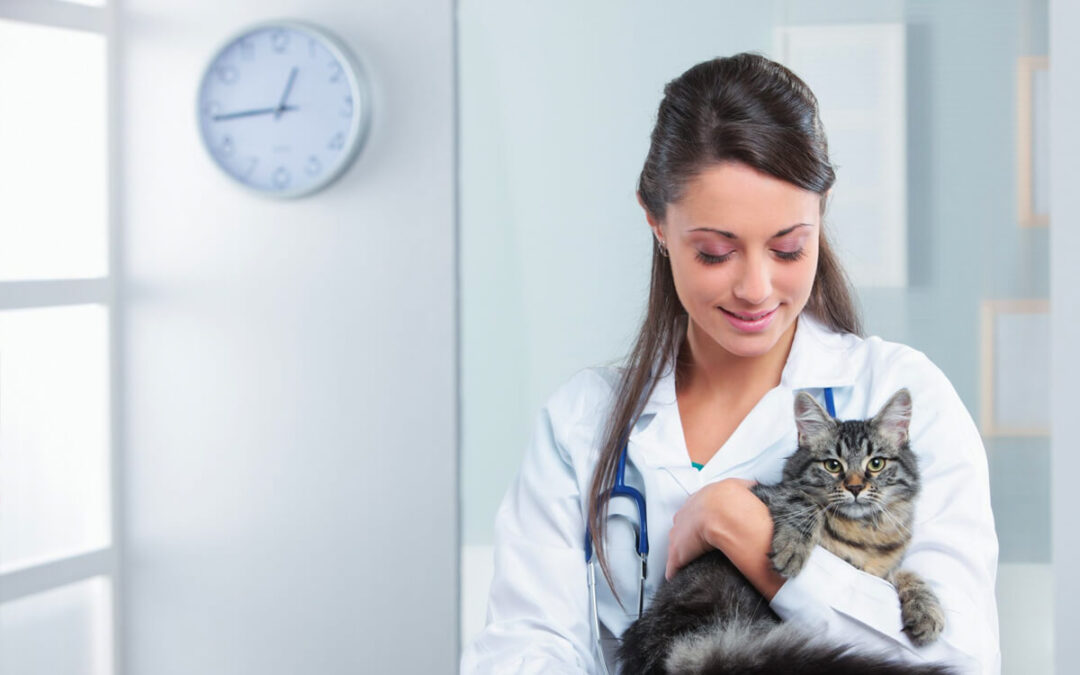 Medicina veterinária: possibilidades de carreira