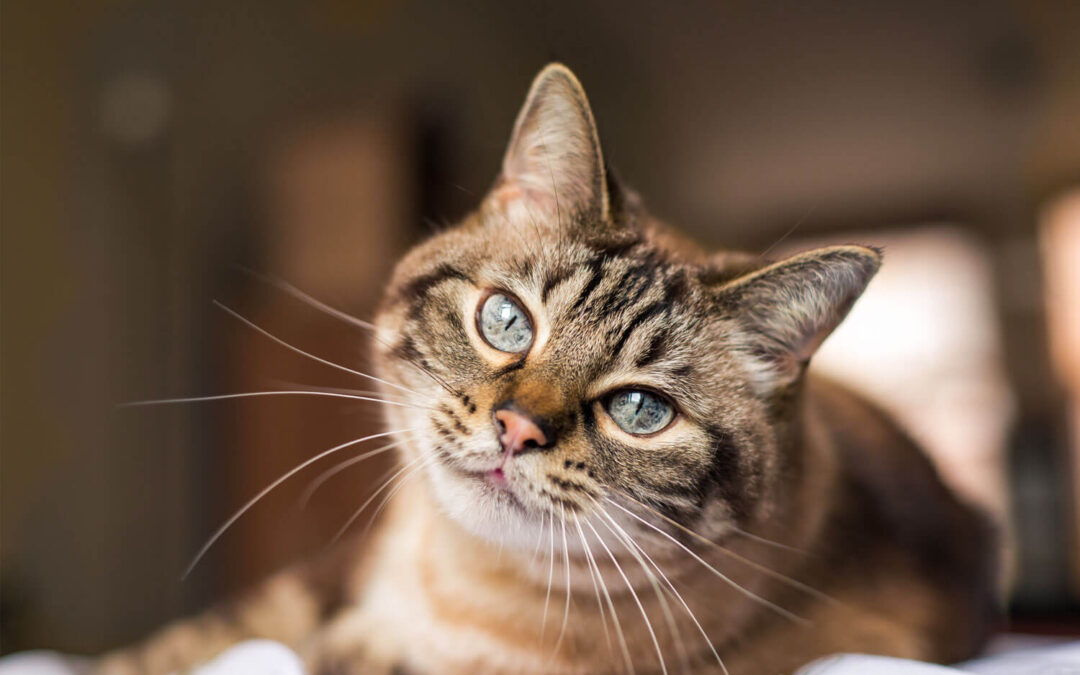 Úlcera de córnea em cães e gatos