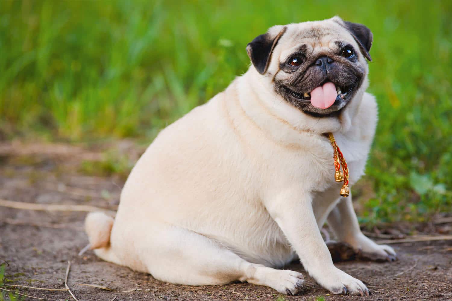 Doenças que a Obesidade pode Causar