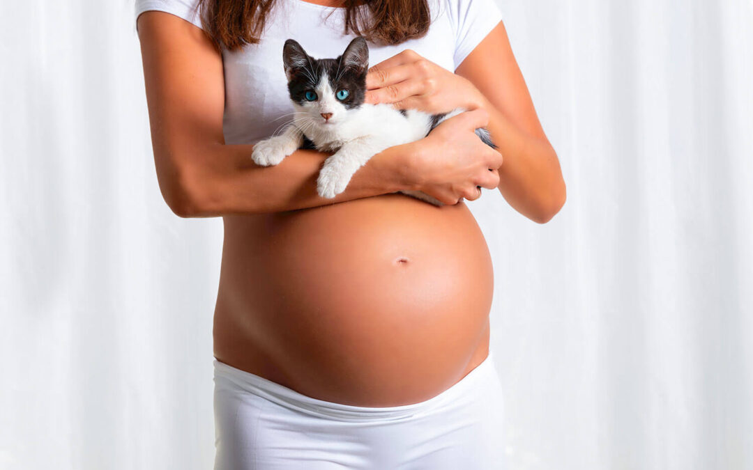 Toxoplasmose e os cuidados com gatos na gravidez