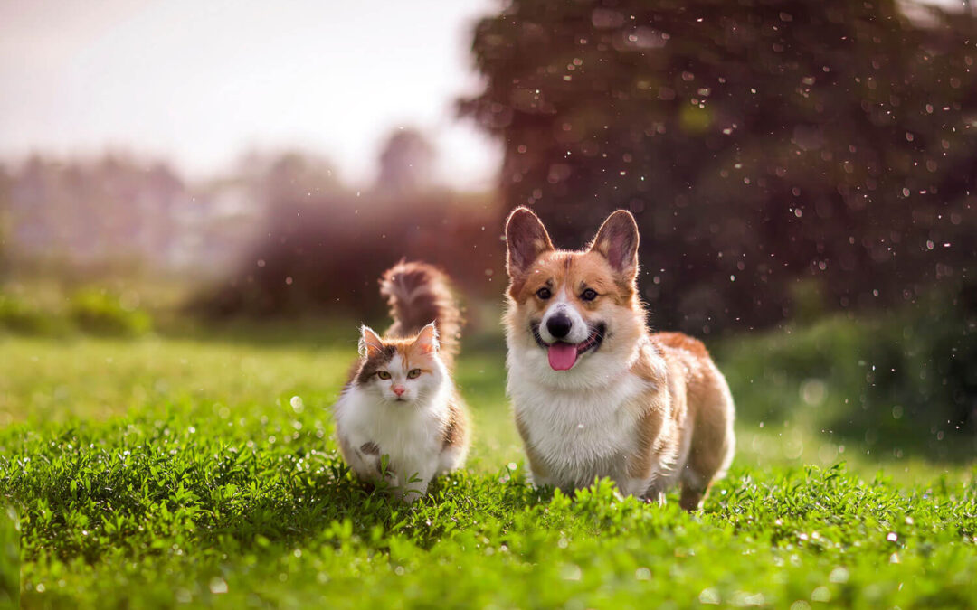 Câncer de mama em pets: como prevenir?